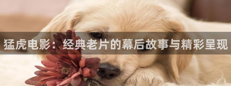 樱花影院在线观看高清电视剧免费版